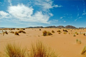 13992_payasage desert.jpg