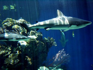 4383_requin.jpg